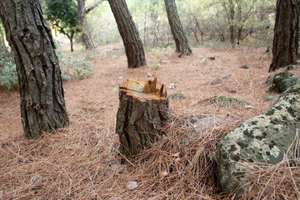 How Our Tree Care Process Works  in  Oak Brook, IL